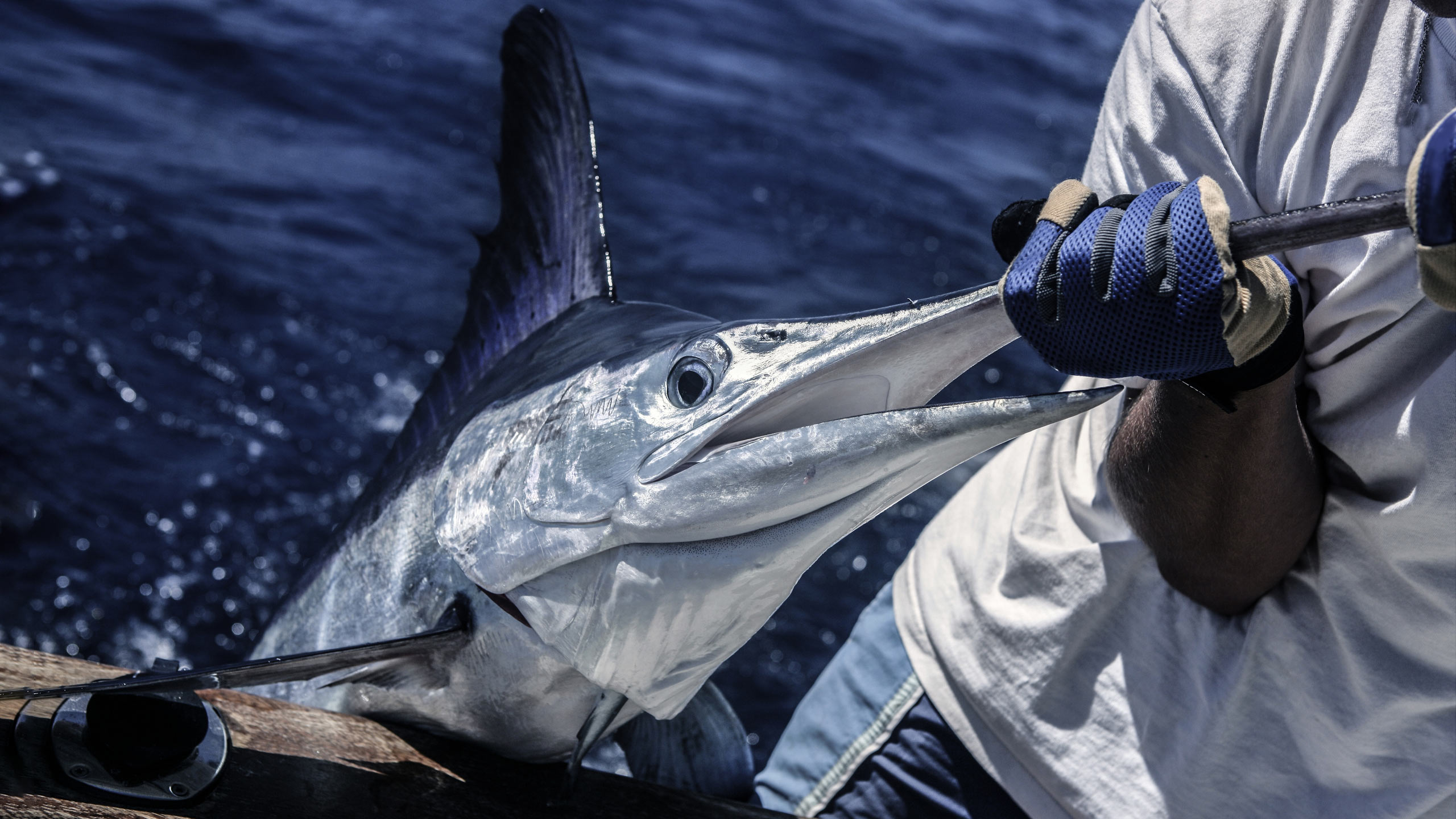 Flamingo Sportfishing logo